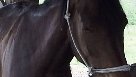 Storie Italiane di Puledre e Stalloni - Episode 1