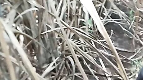 Ganne ke khet me ghody banake chudai