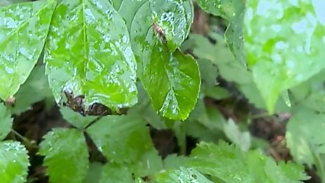 Watering the plants. Outdoor pee!